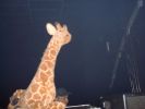 Sandy_Warez_B-Day_Hangar1_misspetduo_070.jpg